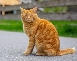 Pet Solutions