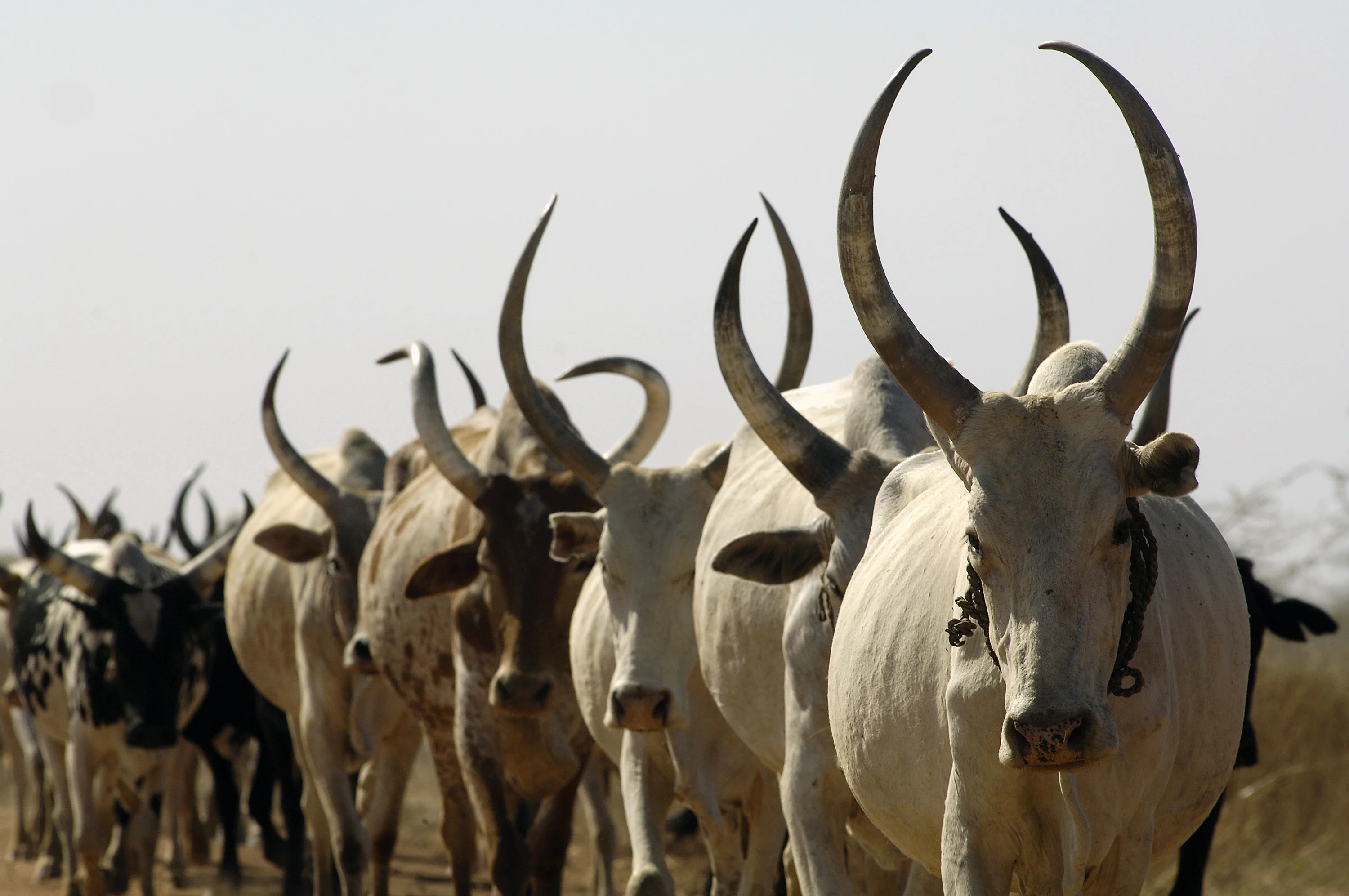 Ruminant Solutions